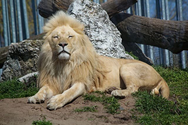 Ethiopia Unity Park | Zoo Park | Slavery | Uma Telugu Traveller 1 Ethiopia Unity Park Zoo Park Slavery Uma Telugu Traveller