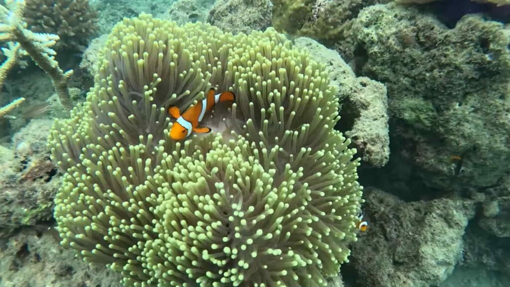 Underwater Beauty at a Glance