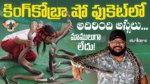 Read more about the article King Cobra Show ||Kathu Cobra Show || Phuket Thailand || Telugu Travel Vlogger|| Strikers