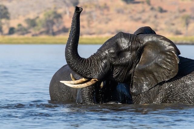 Kabini