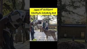 Read more about the article Bowing Deer of Nara Japan 🇯🇵 | Uma Telugu Traveller