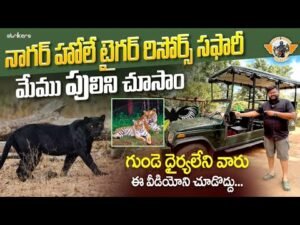 Read more about the article Tiger Safari ||Nagarhole Tiger Reserve || Adventure at Karnataka ||Telugu Travel Vlogger ||Strikers