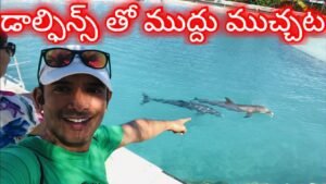 Read more about the article Dolphin Encounter in Grand Cayman Telugu Traveller