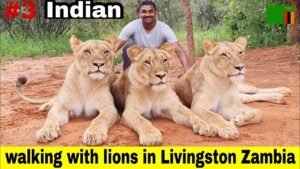 Read more about the article walk with lions | Livingstone Zambia 🇿🇲| Uma Telugu Traveller