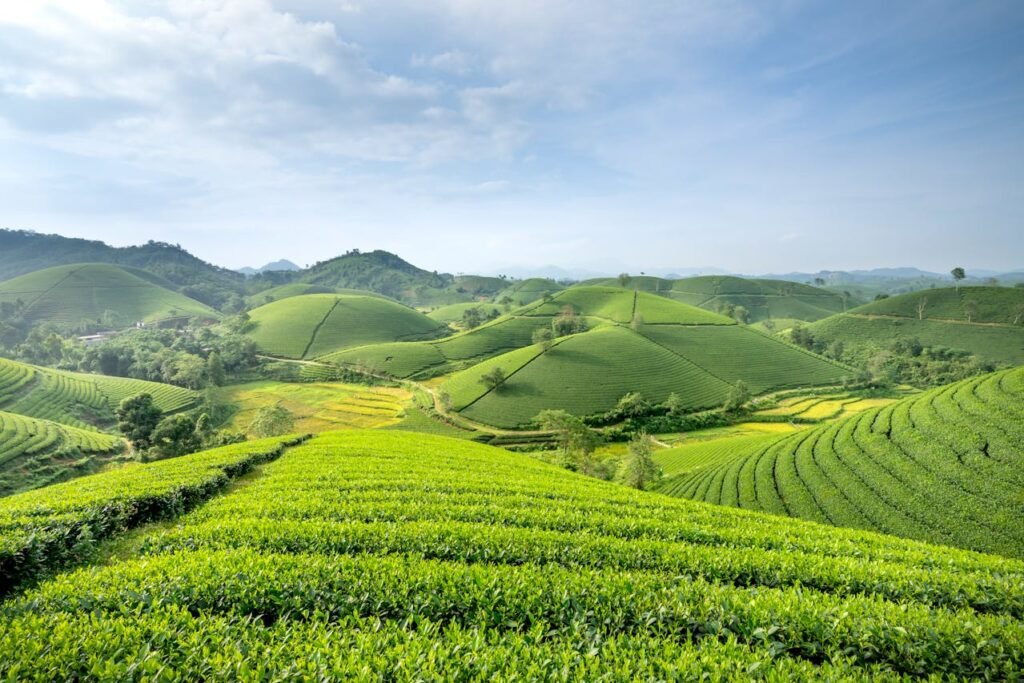 Best Places to Go in August in India 2025 2 Munnar kerala – The Roof of India Best Places to Go in August in India GoTrify