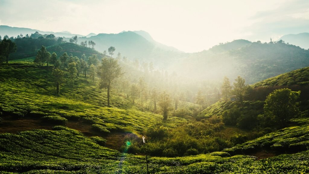 Best Places to Go in August in India 2025 4 Wayanad, Kerala