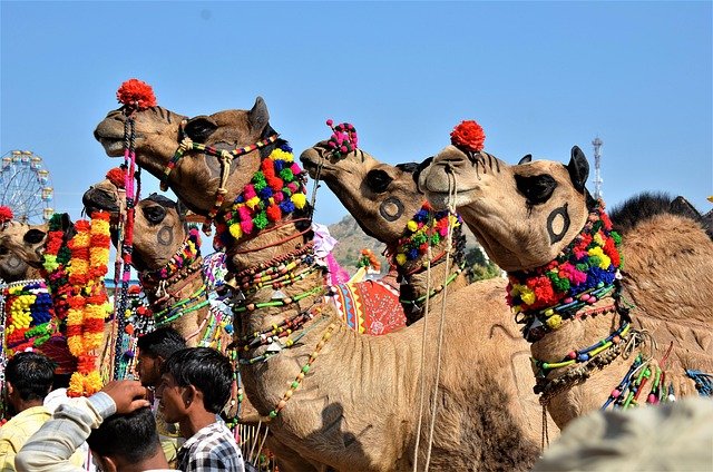Top 10 Budget Travel Destinations in India: Explore Without Breaking the Bank 9 pushkar colorful culture on a budget image gotrify GoTrify